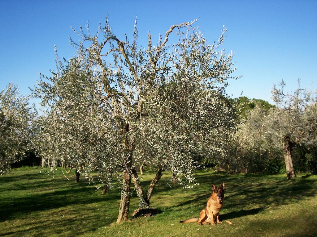 Podere Il Caggio Rooms ซานจีมิญญาโน ภายนอก รูปภาพ